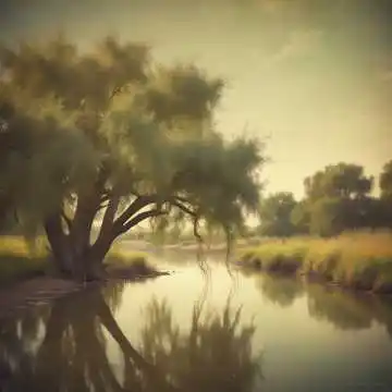 The Old Willow Tree